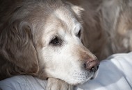 medes_450x300-190x130